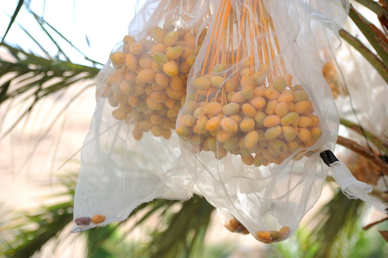 Israeli farm firms defy Spanish settlement export ban