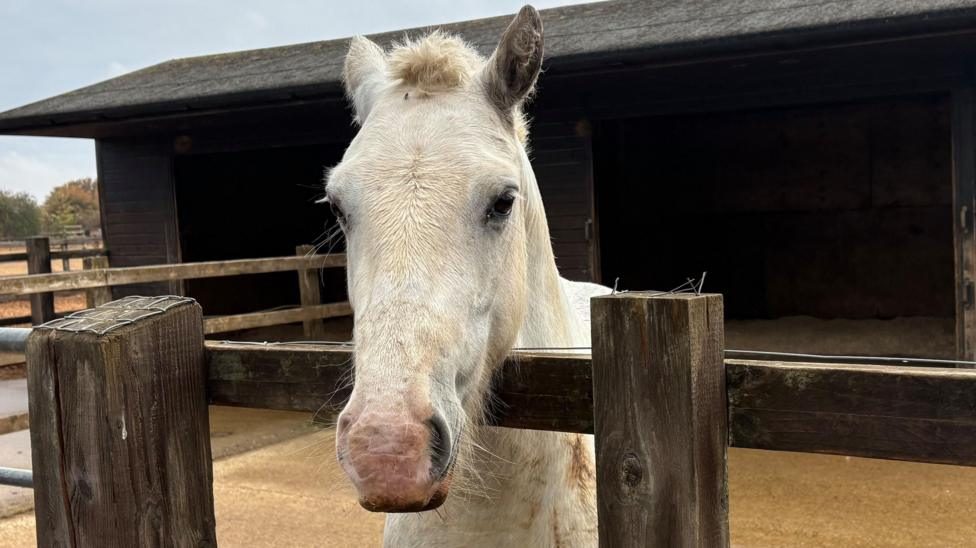 Concern more horses being given up over rising costs