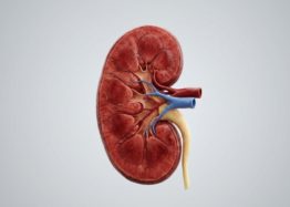 More Autophagy Reduces Toxin-Induced Kidney Failure in Mice