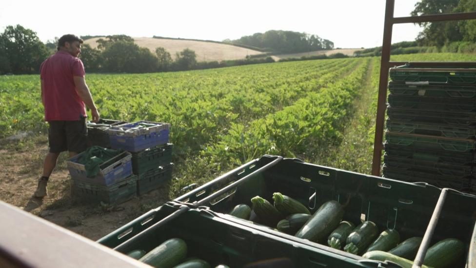 Dartington food rescue group expands to tackle UK farm waste and aid communities